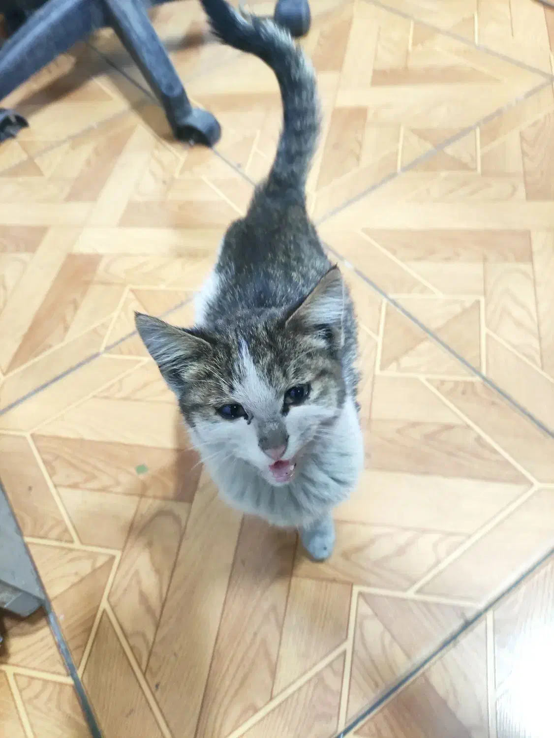 گربه|گربه|تبریز, |دیوار