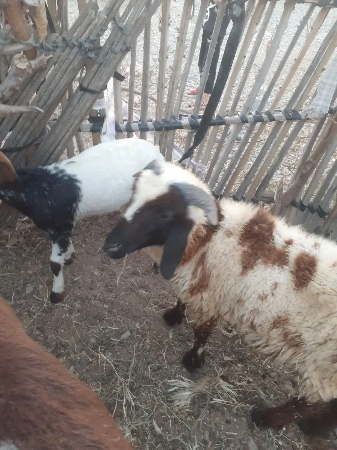 قوچ۱ساله سرحال هشت بندی|حیوانات مزرعه|توکهور, |دیوار