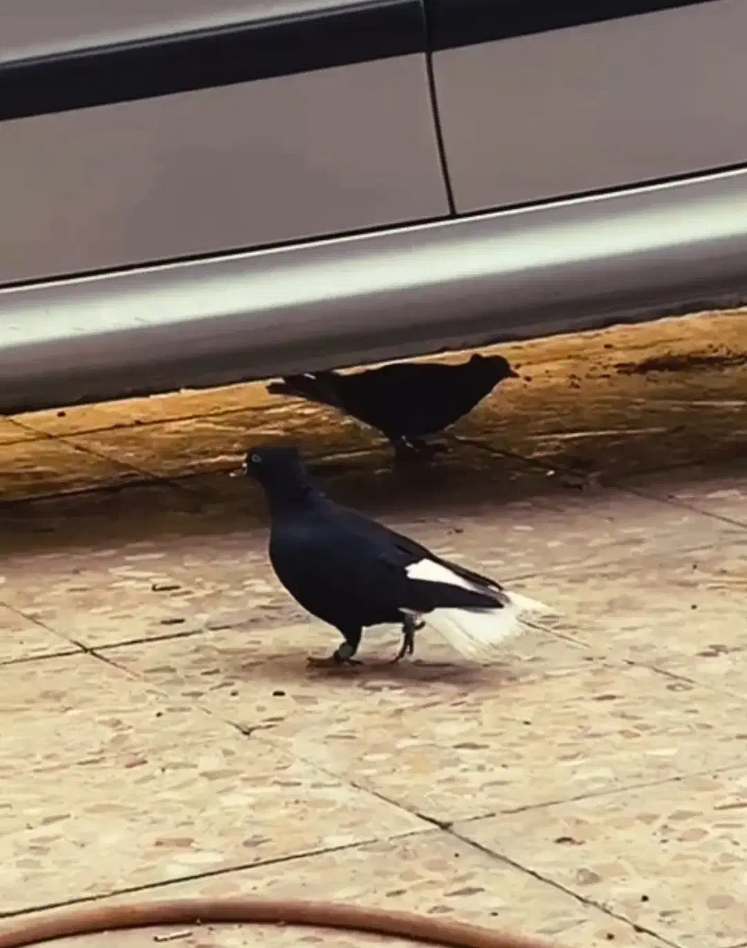 کبوتر اشعل ...سوسنگرد|پرنده|سوسنگرد, |دیوار