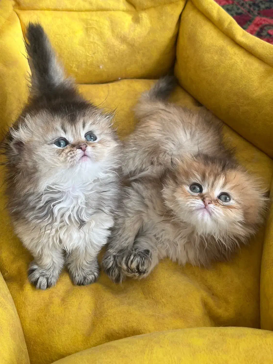 گربه|گربه|گرمدره, |دیوار