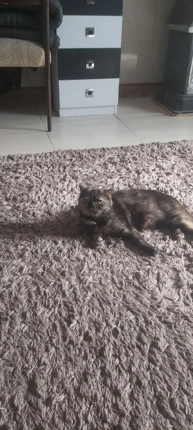 گربه اسکاتیش دبل فولد ماده فحل|گربه|تهران, شهرک دریا|دیوار