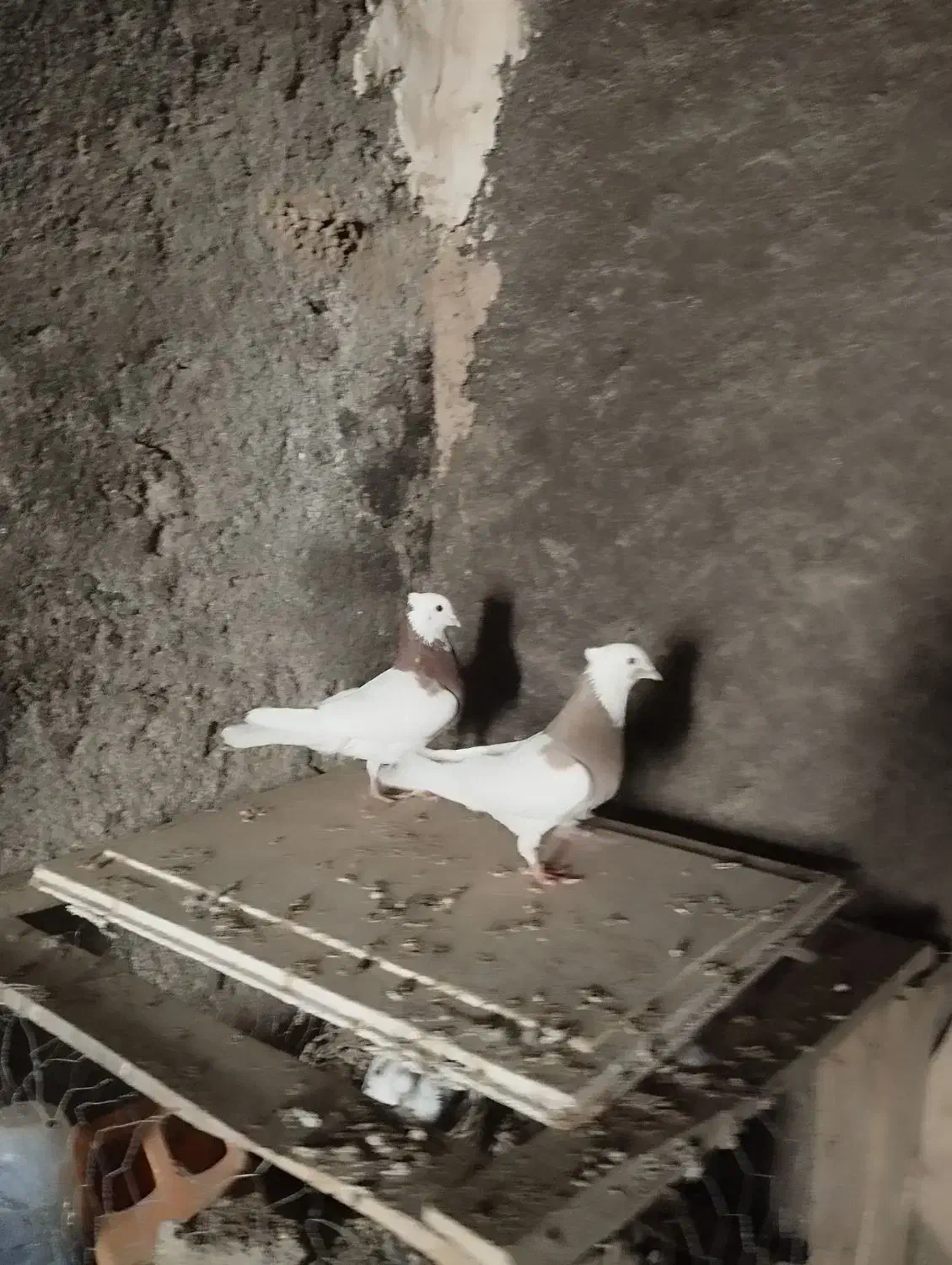 کبوتر طوقی نهبندان|پرنده|نهبندان, |دیوار