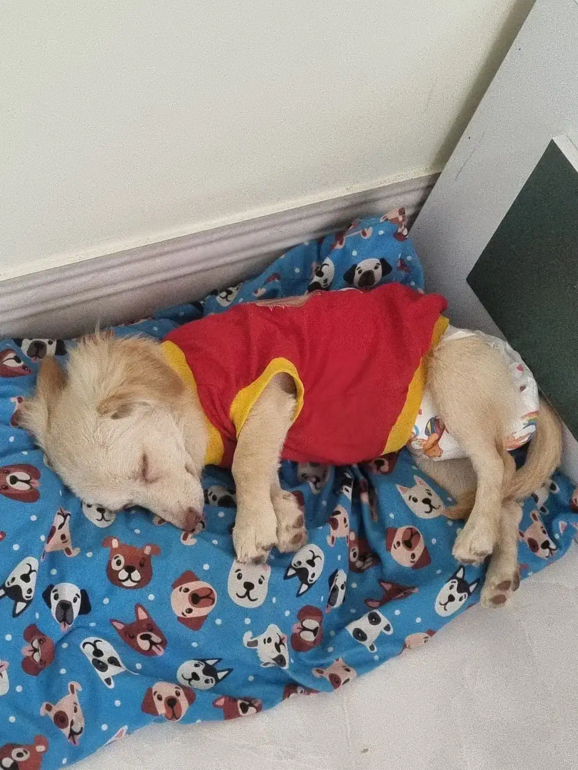 واگذاری اشپزیت پامر|سگ|گناباد, |دیوار