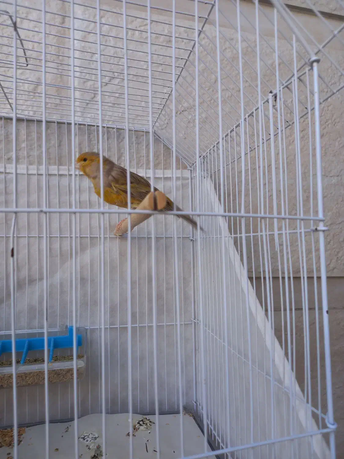 قناری نر|پرنده|امیدیه, |دیوار