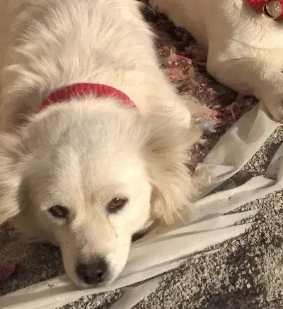 سگپاپی بدون مریضی وموریزی سالم مخصوص خونه اپارتمان|سگ|مبارکه, |دیوار