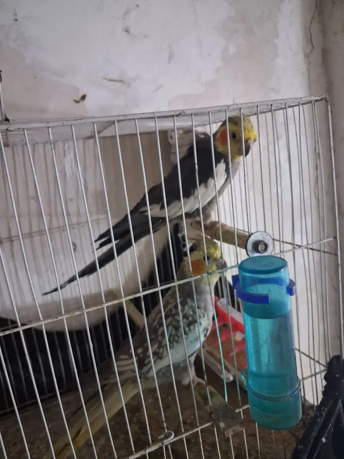 عروس هلندی|پرنده|فاروج, |دیوار