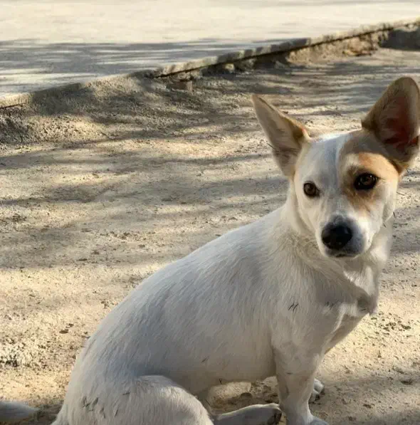 واگذاری|سگ|اصفهان, پوریای ولی|دیوار