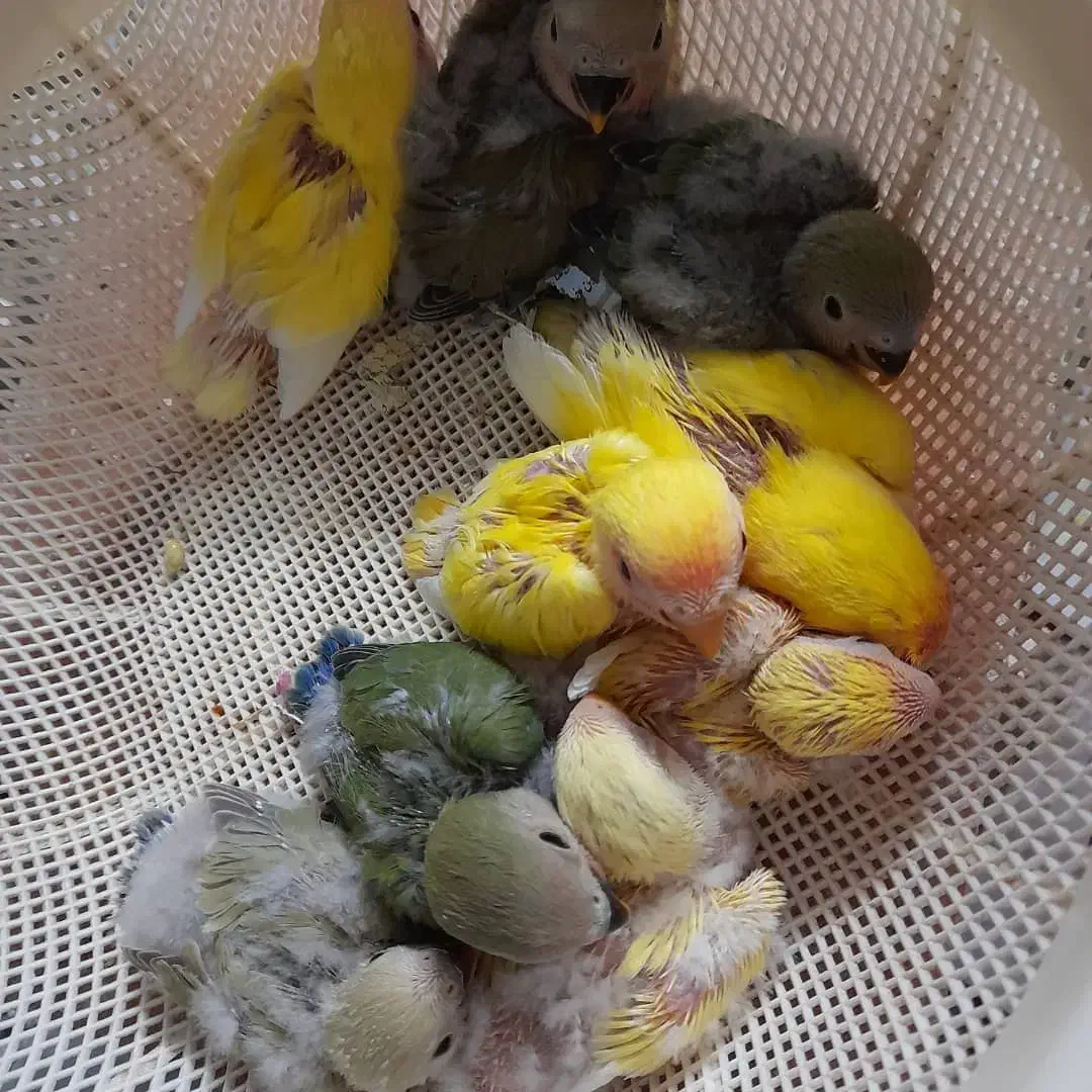 جوجه سرلاکی طوطی برزیلی|پرنده|جم, |دیوار