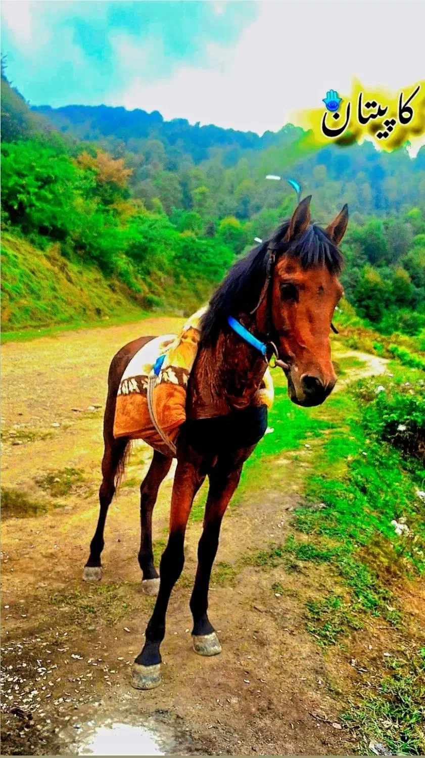 اسب کورسی|اسب و تجهیزات اسب‌سواری|ماسال, |دیوار