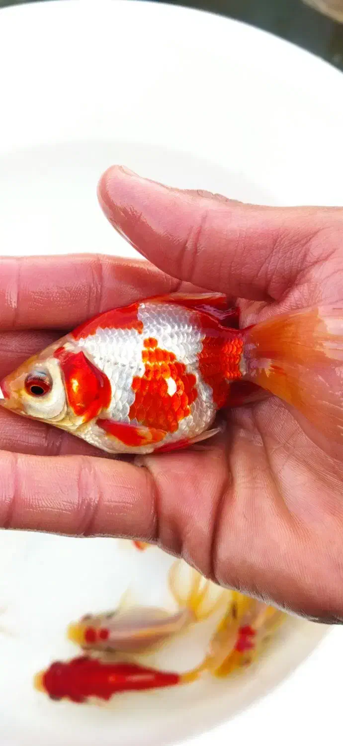 فروش انواع ماهی قرمز و بچه|ماهی|رشت, پل تالشان|دیوار