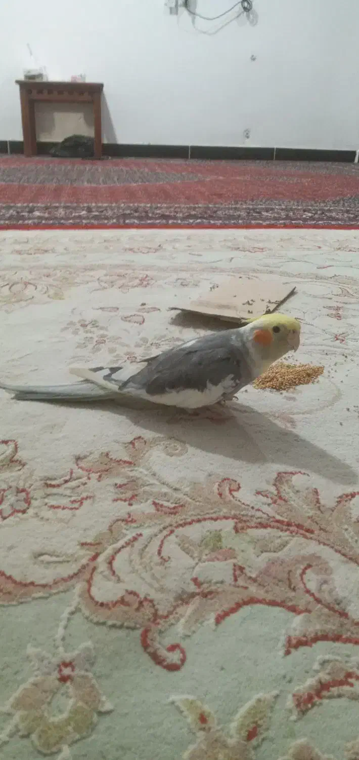 عروس هلندی گمشده|حیوانات|کرمانشاه, |دیوار