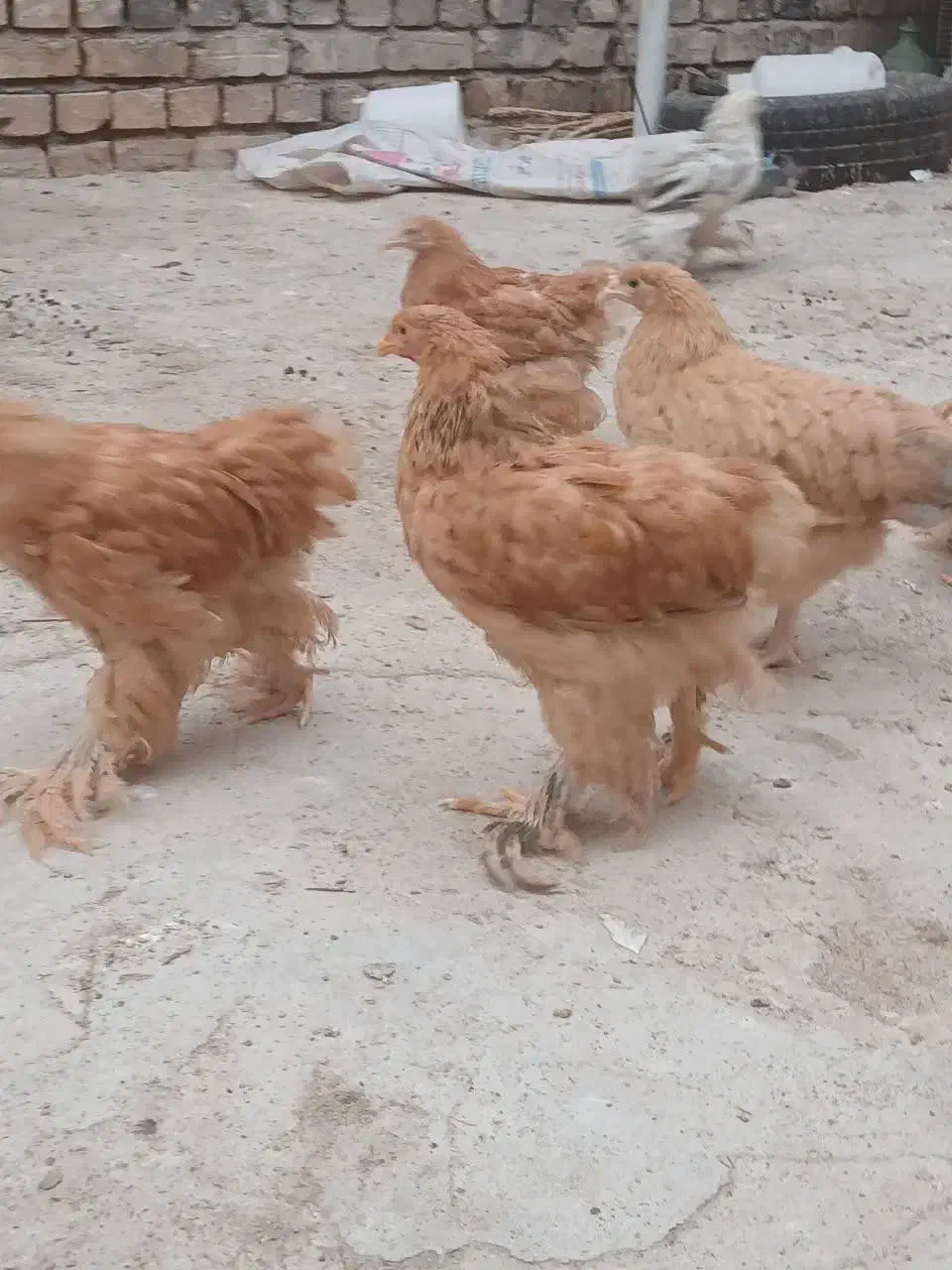 برهما|حیوانات مزرعه|قم, پردیسان|دیوار