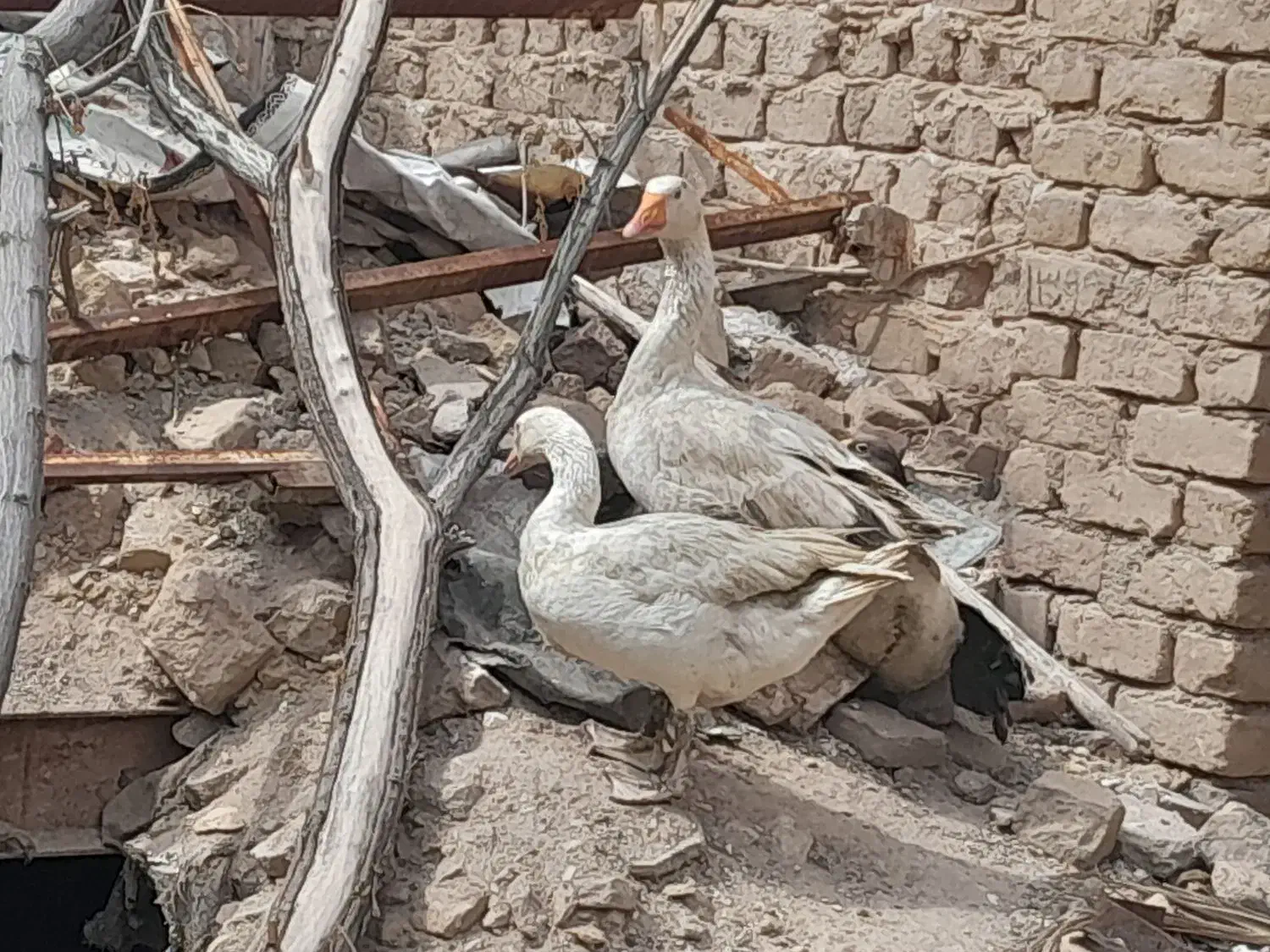 غاز|حیوانات مزرعه|آران و بیدگل, |دیوار