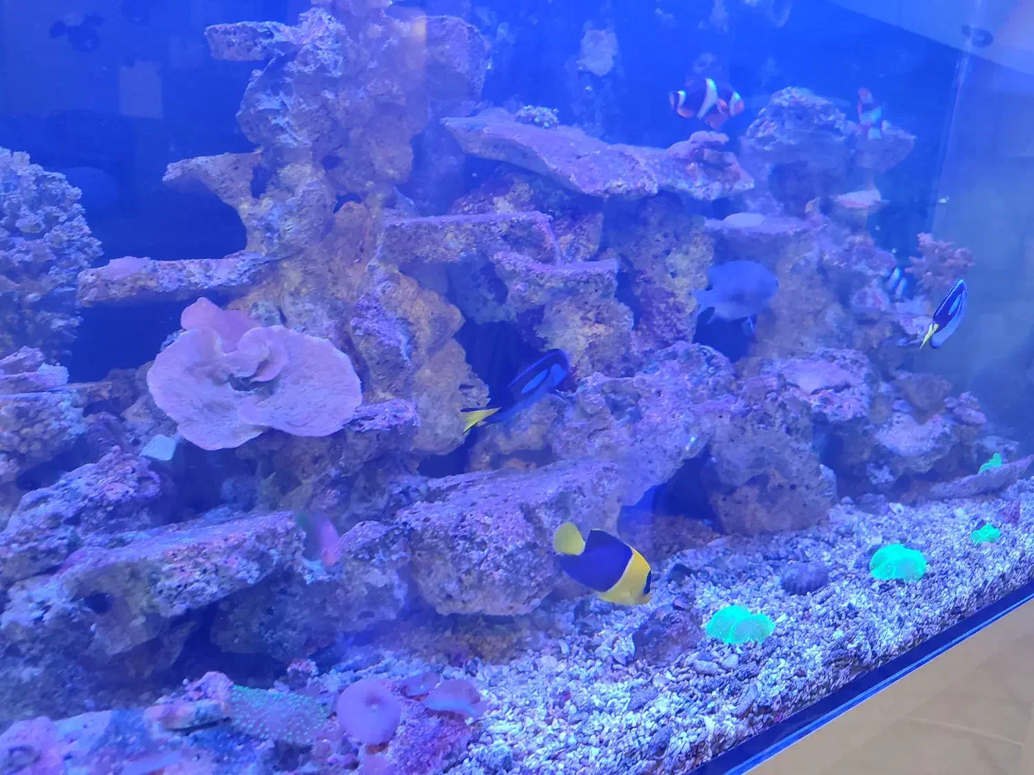 آکواریوم ابشور|ماهی|تهران, امین حضور|دیوار