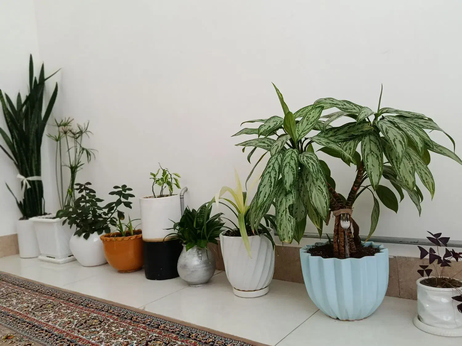 9گل قشنگ زیبایی|حراج|پیرانشهر, |دیوار