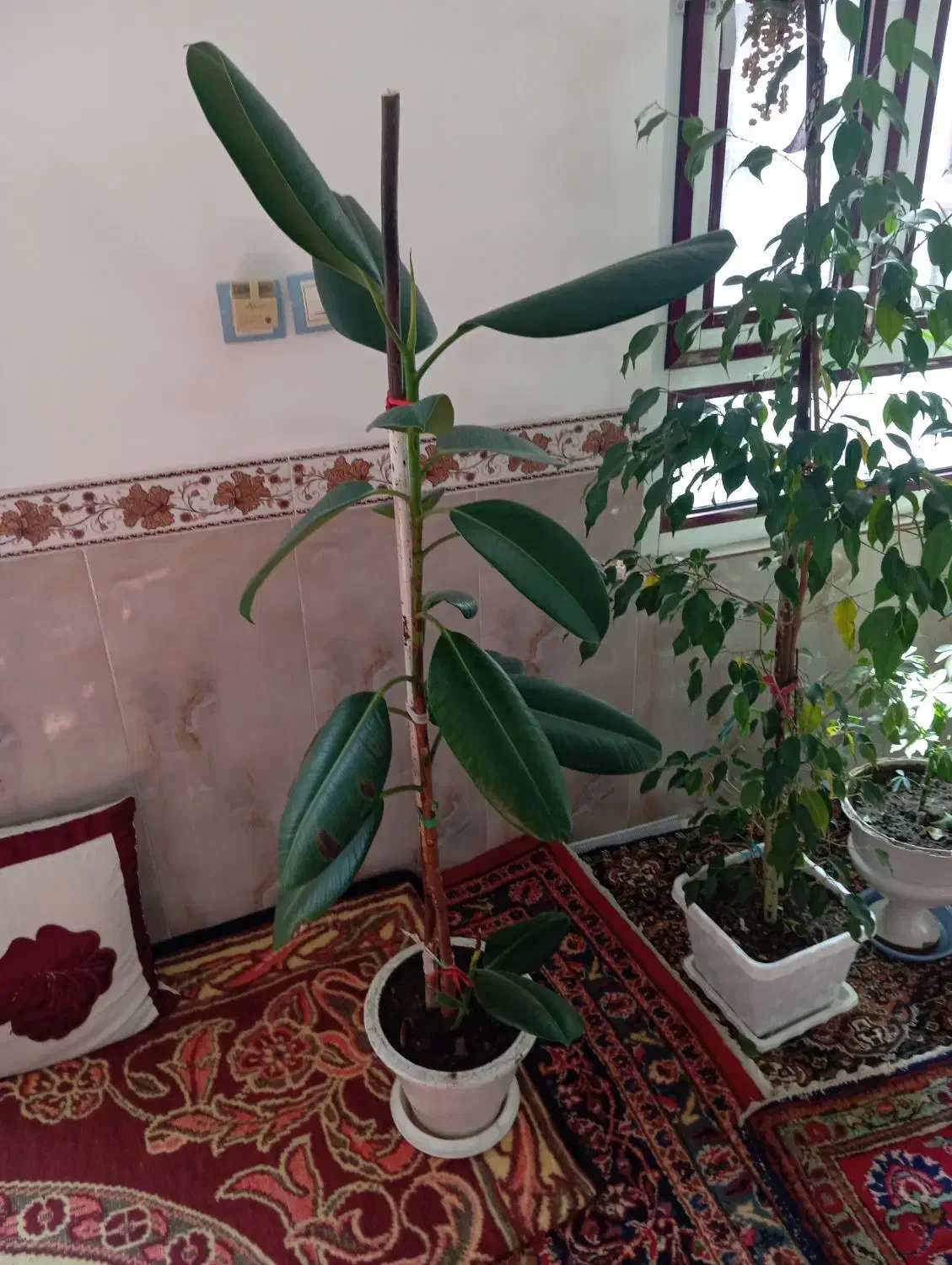 فیکوس‌وبنجامین|گل و گیاه طبیعی|مراغه, |دیوار