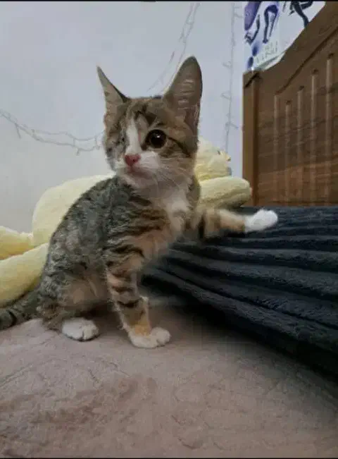 واگذاری بچه‌گربه ۲ماهه|گربه|ری, ظهیرآباد|دیوار