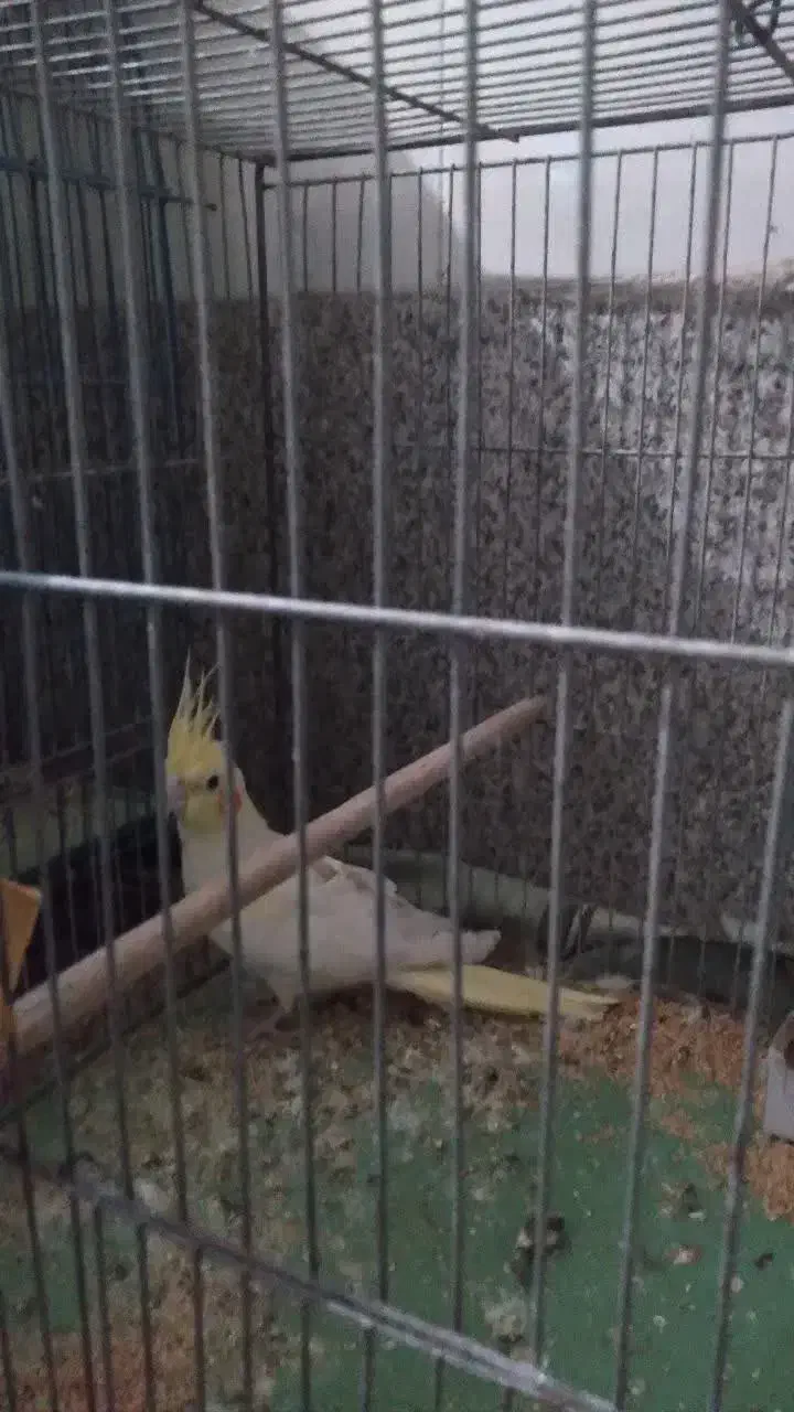 فروش عروس هلندی ماده|پرنده|برخوار, |دیوار