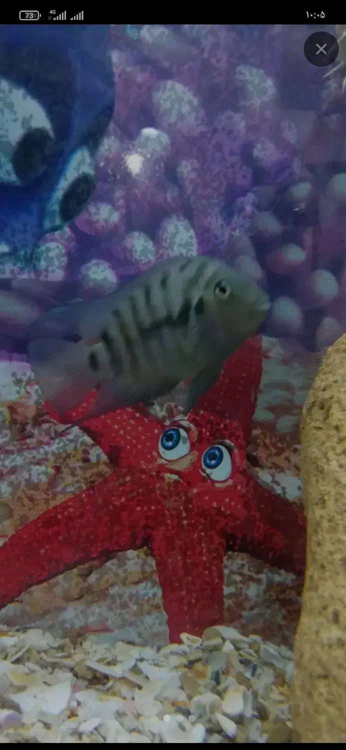 ماهی آکواریومی|ماهی|زابل, |دیوار