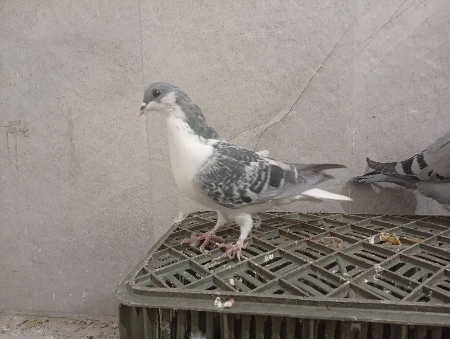 4تا جوجه نر پرشی|پرنده|مشهد, کارمندان دوم|دیوار