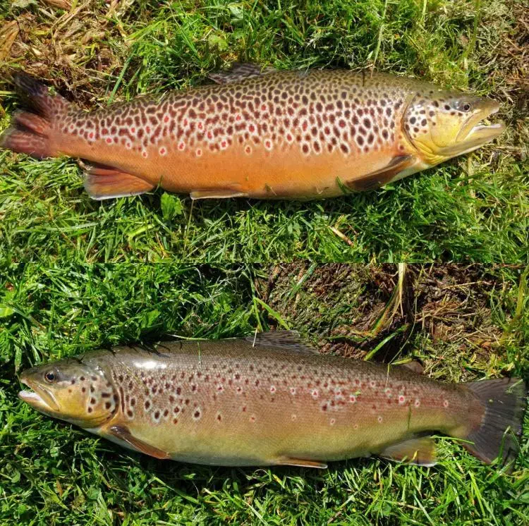 کار در استخر ماهی ( بیدستان)|استخدام خدمات فروشگاه و رستوران|محمدیه-قزوین, |دیوار