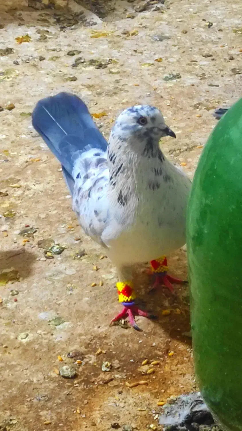 کبوتر بور بوری جفت پرشی کلکسیونی|پرنده|قم, ولیعصر|دیوار