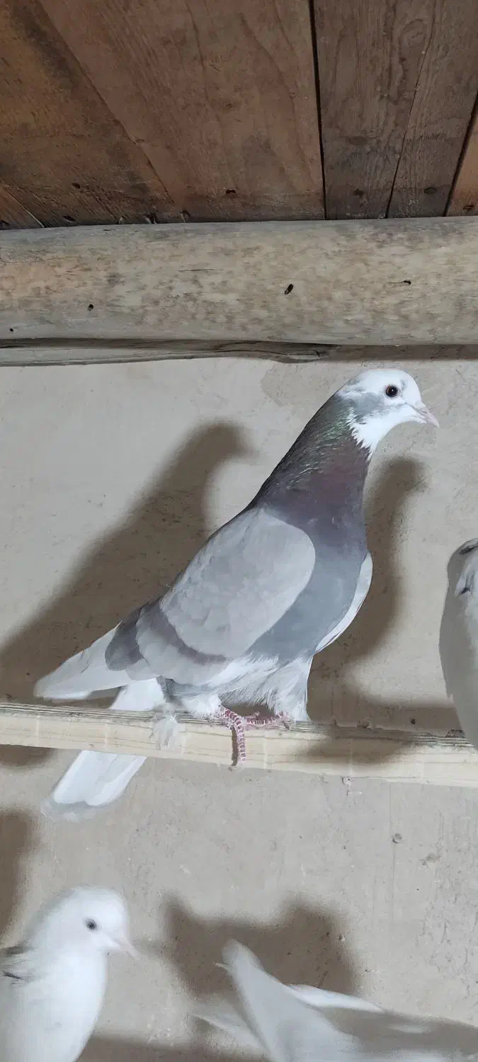 کبوتر پرشی|پرنده|مبارکه, |دیوار
