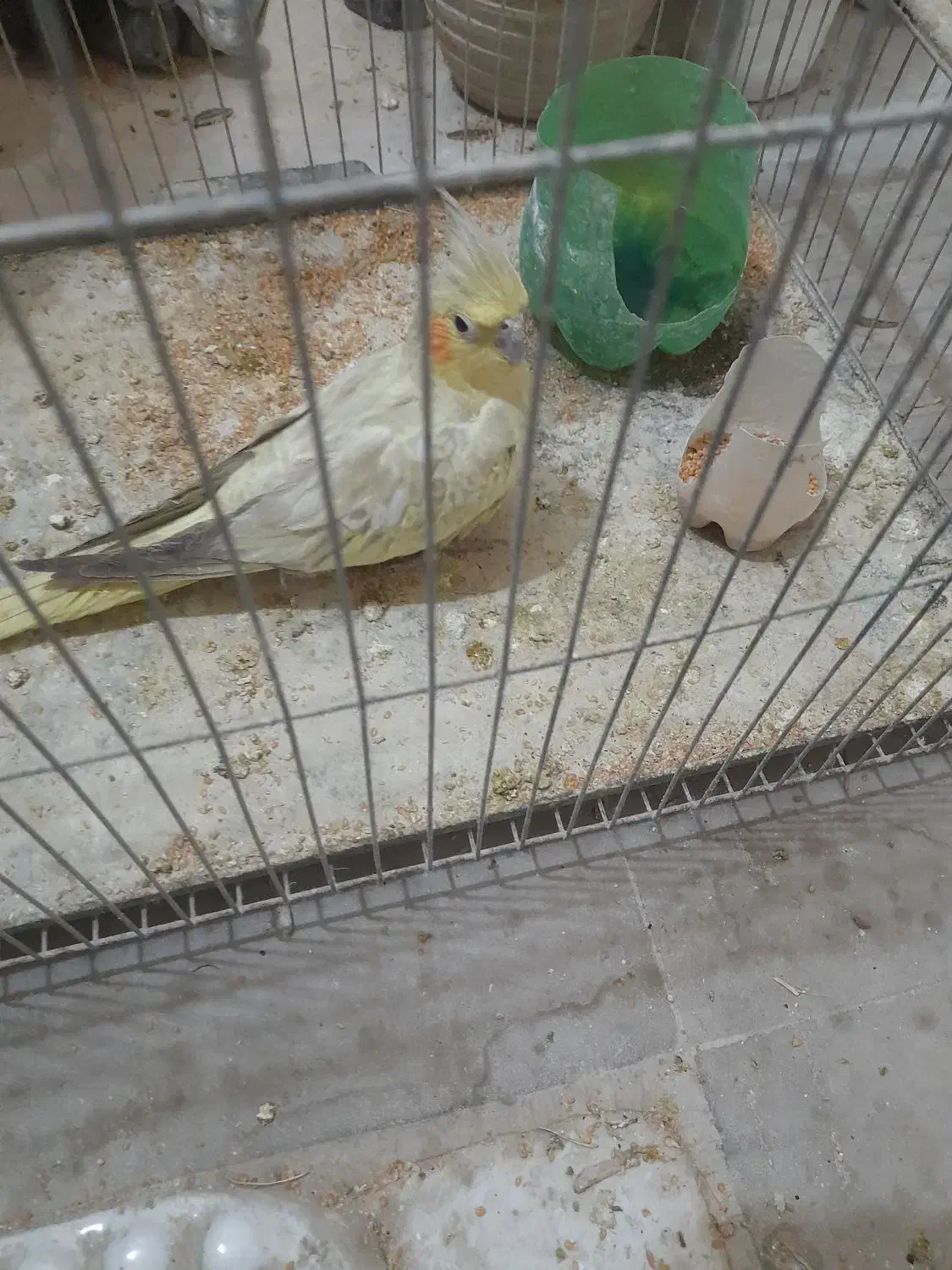 عروس هلندی|پرنده|محمدشهر, عباس آباد|دیوار