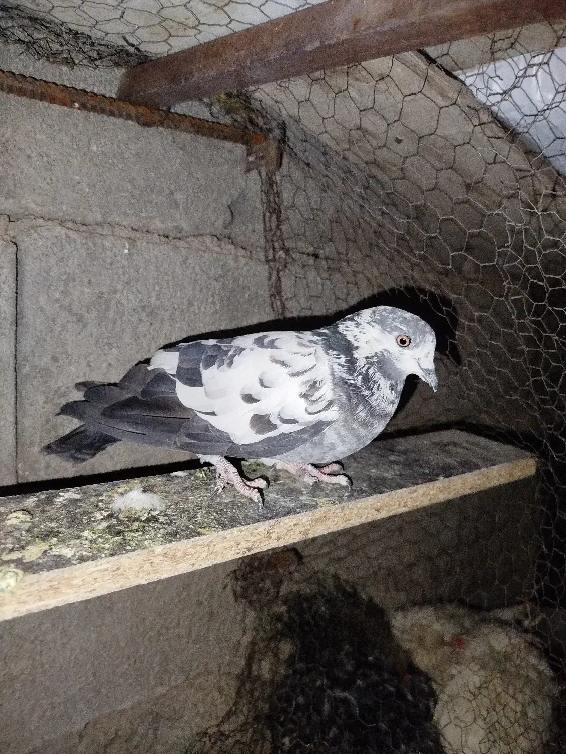 فروشی|پرنده|خانمیرزا, |دیوار