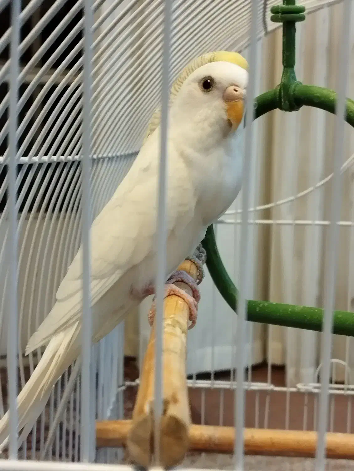 مرغ عشق مولد|پرنده|پیر بکران, |دیوار