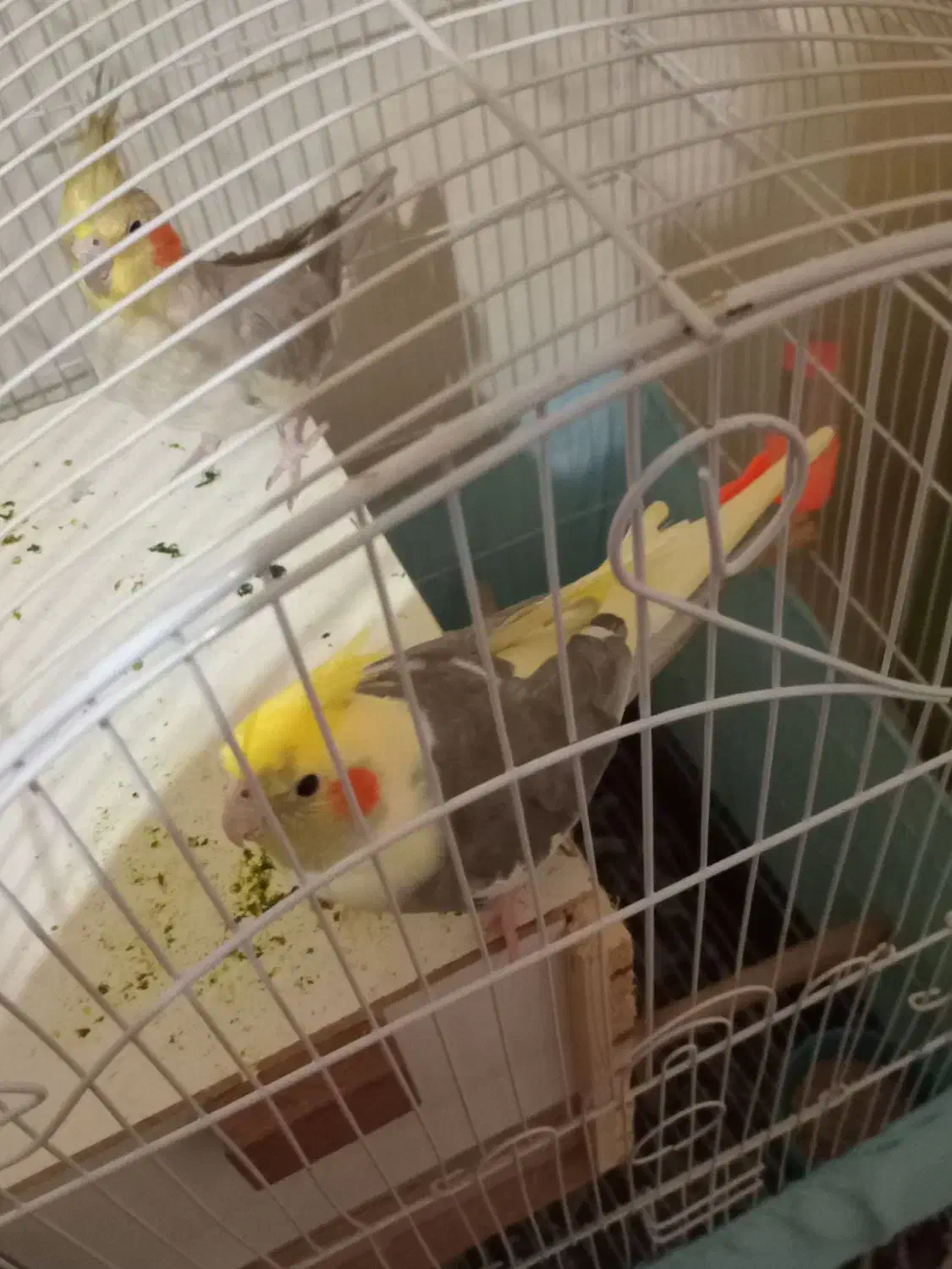 عروس هلندی حرف زن  و جوجه   وغیره|پرنده|پاکدشت, شهرک انقلاب|دیوار