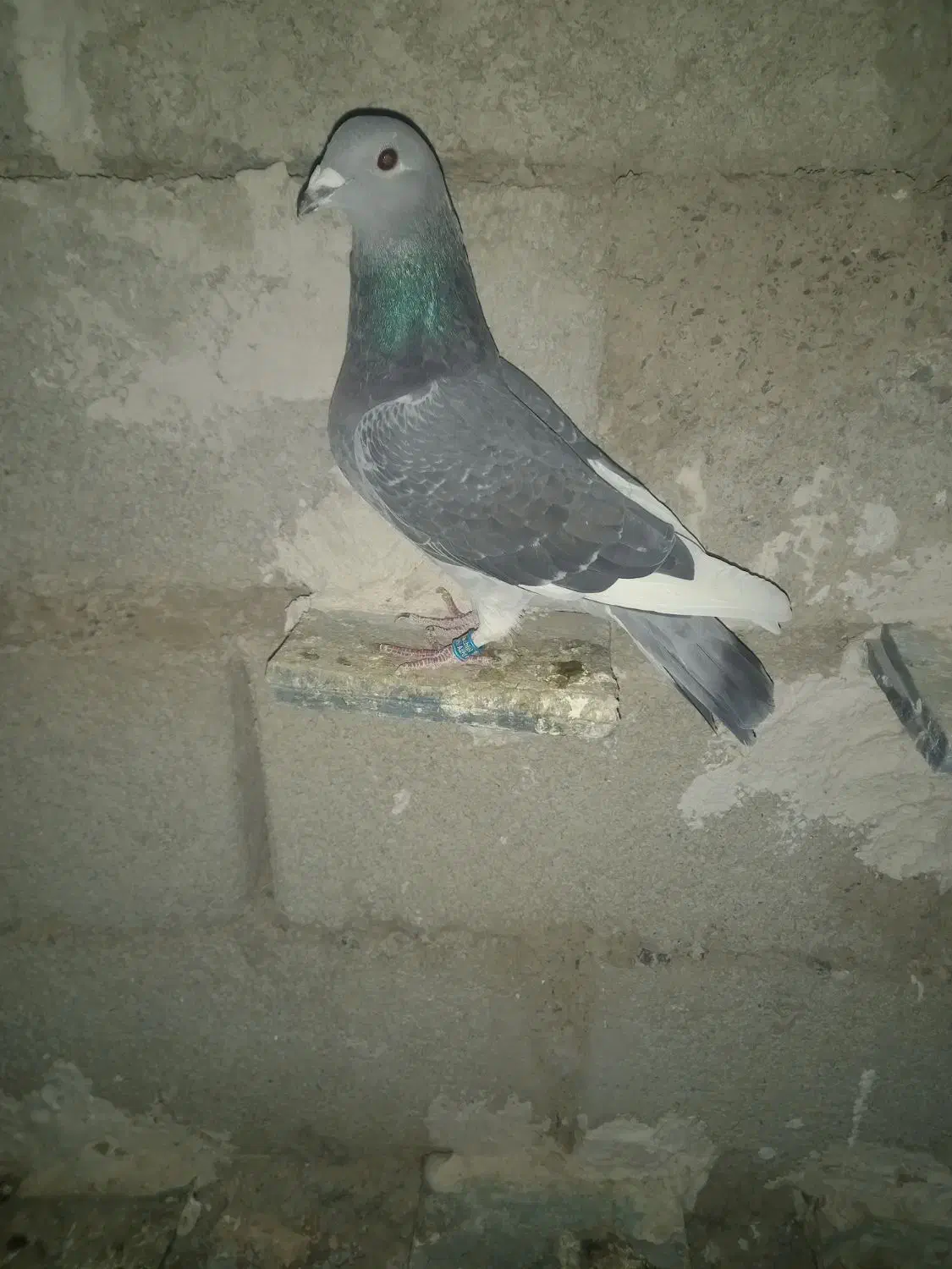 جان آردن سیلور|پرنده|نمین, |دیوار