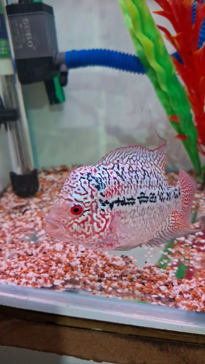 کامفا مولتی کالر کلکسیونی|ماهی|شیراز, گویم|دیوار