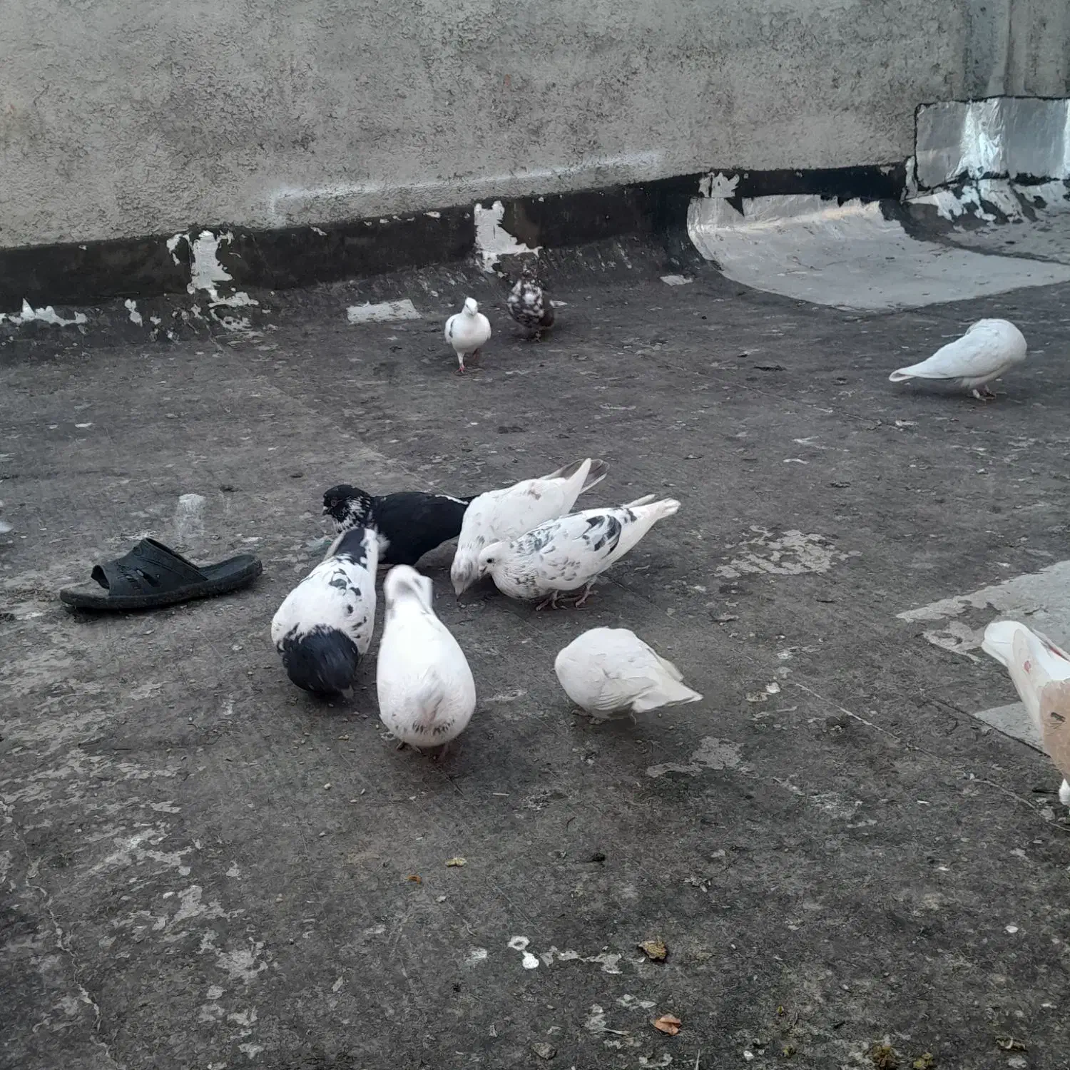 کبوتر تهرونی|پرنده|شیراز, کوشک میدان|دیوار