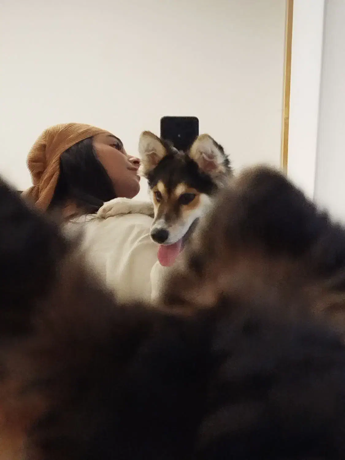 سگ (هاسکی میکس)|سگ|بوشهر, |دیوار