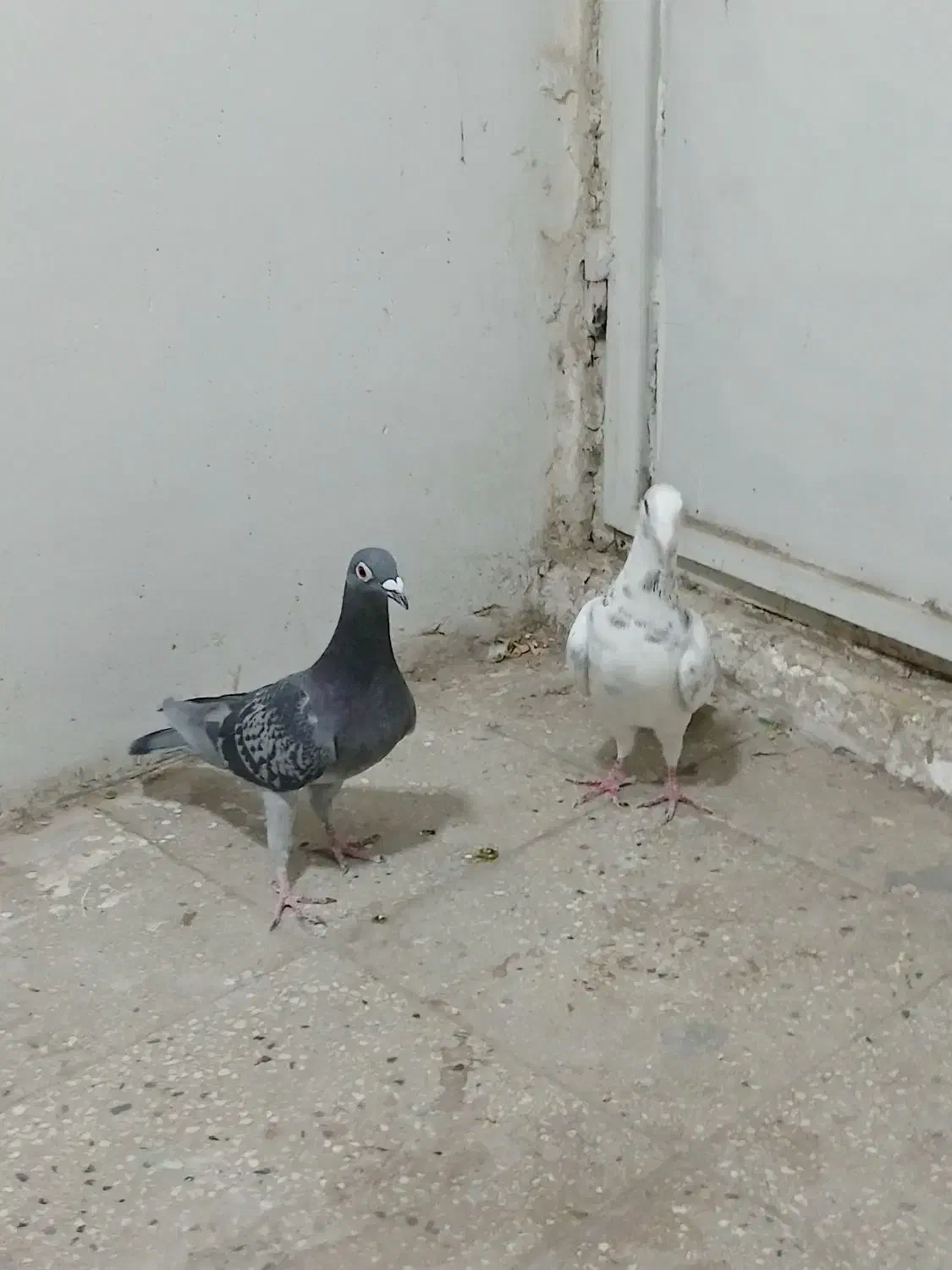 کفتر باخت کرده|پرنده|قزوین, |دیوار