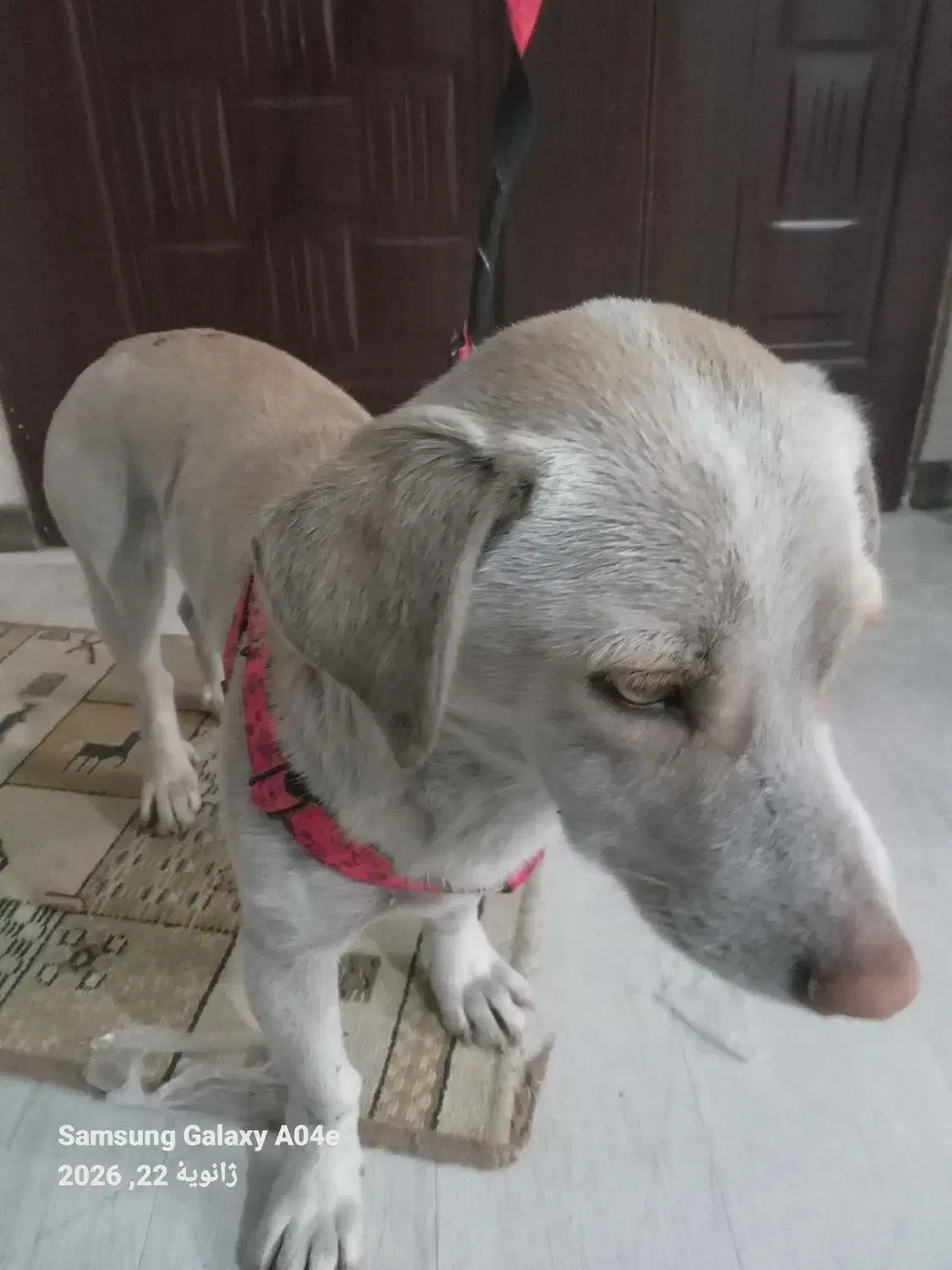 پیدا شده|حیوانات|مشهد, جاهد شهر|دیوار