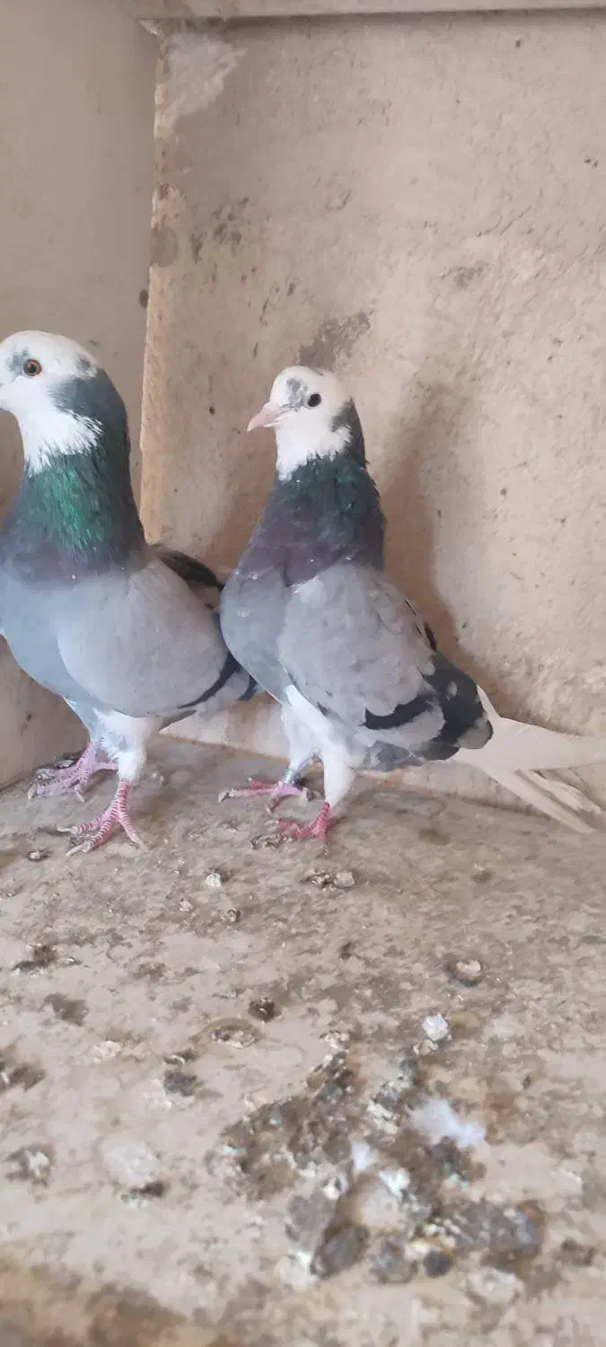 کفتر یا کبوتر پرشی یجایی|پرنده|قرچک, شهرک گلها|دیوار