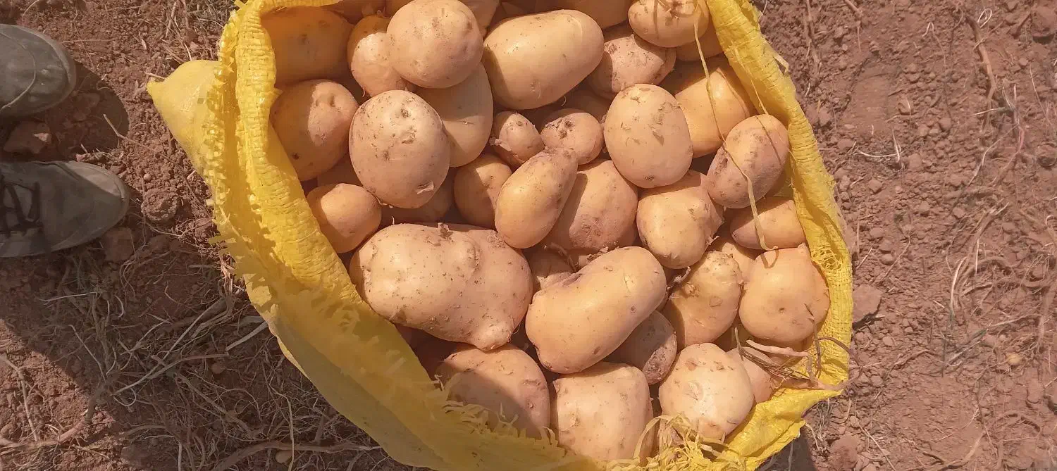 ساری یر آلما|خوردنی و آشامیدنی|باغ حلی, |دیوار