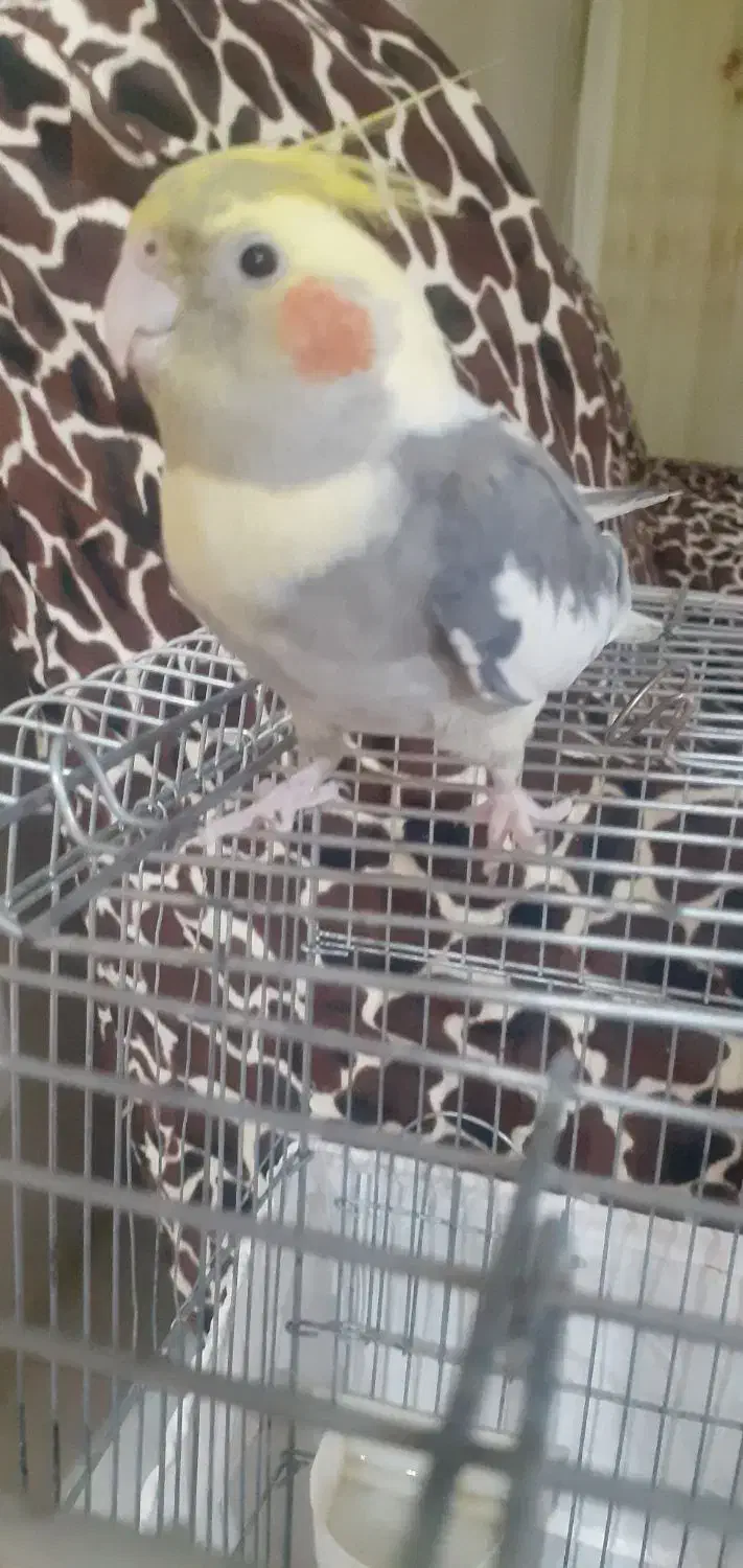 عروس هلندی ماده.باهوش.گاز نمیگیره|پرنده|خمین, |دیوار