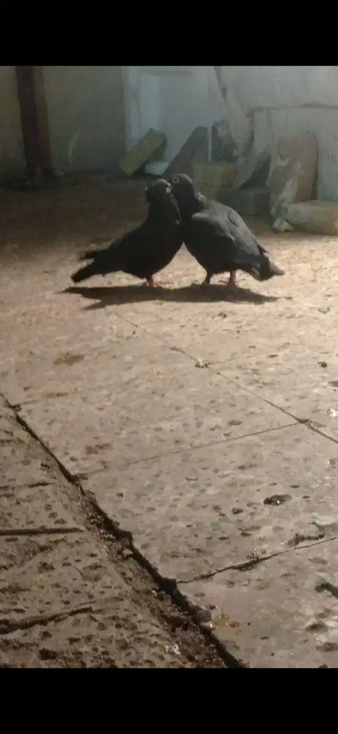 کفتر کرمونی|پرنده|مشهد, کارمندان دوم|دیوار