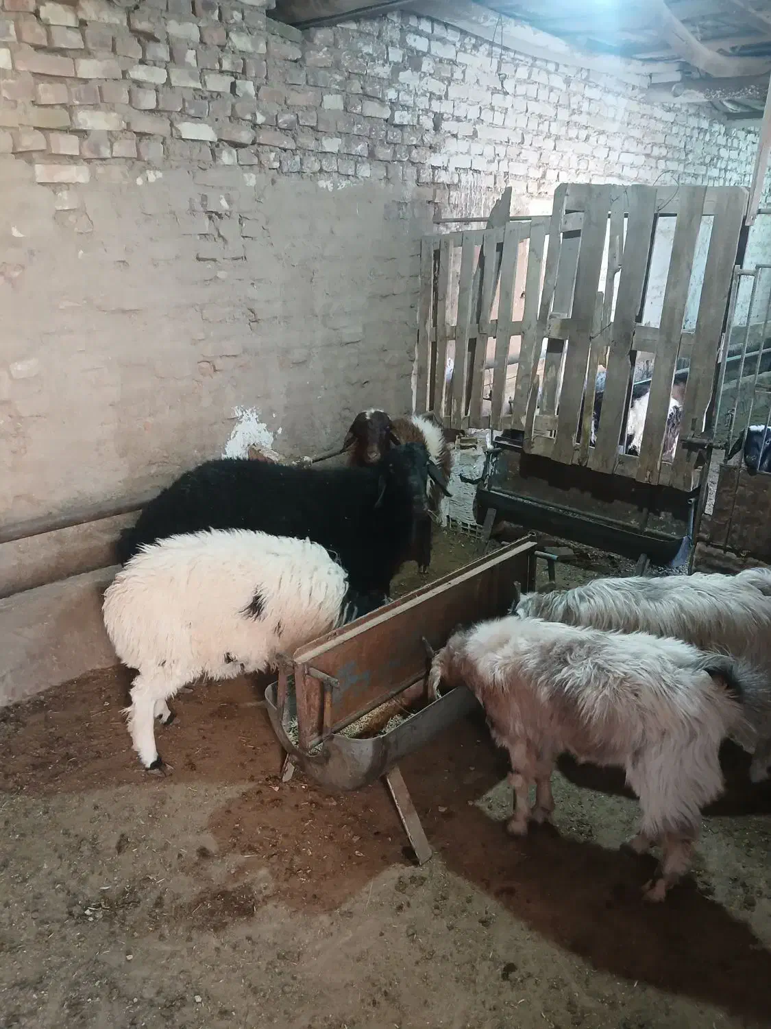 میش بر بز کره چپش|حیوانات مزرعه|یزد, |دیوار