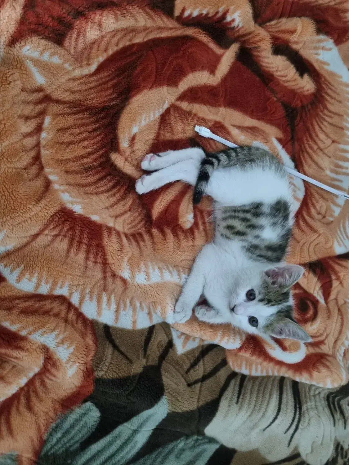 واگذاری گربه dsh ۲ ماهه|گربه|اصفهان, شهرک میلاد|دیوار