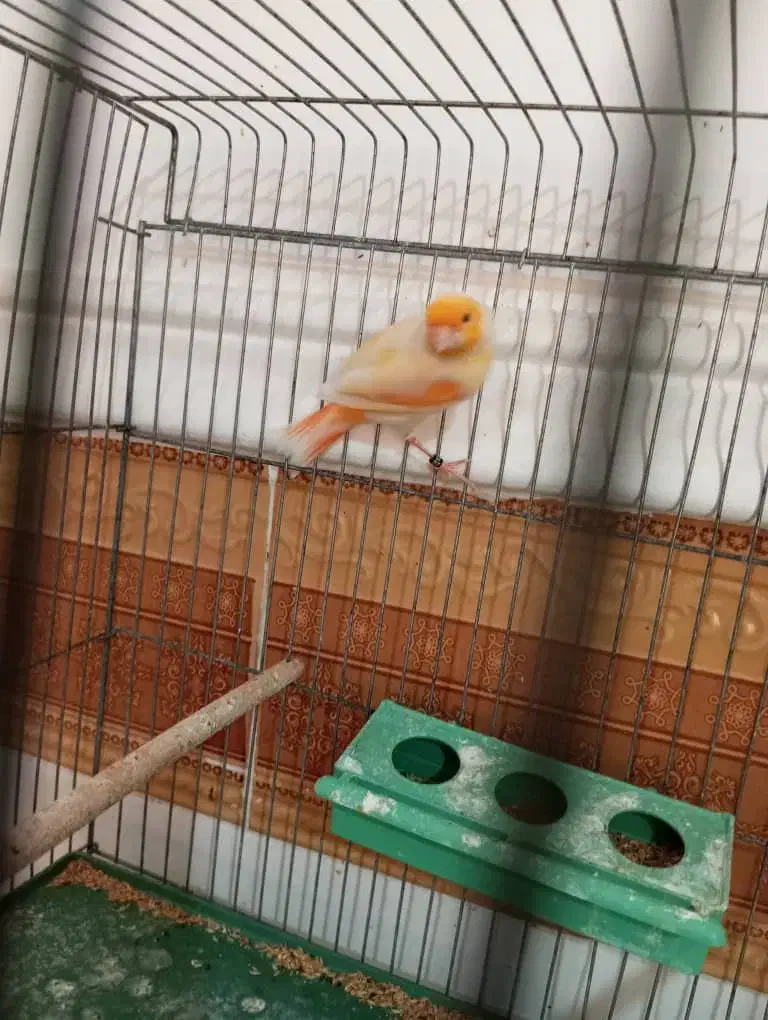 چند تا قناری نر مست|پرنده|برازجان, |دیوار