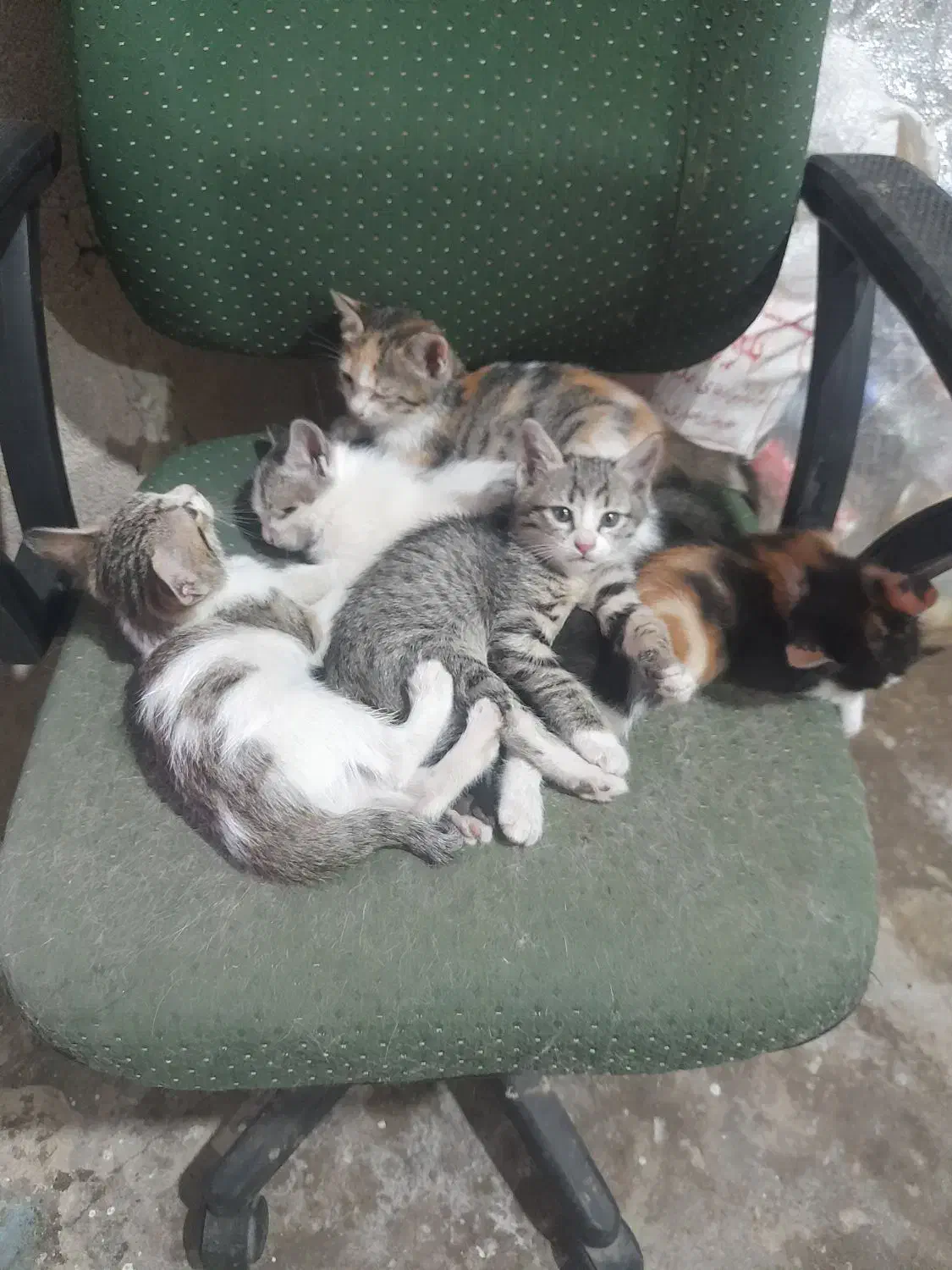 واگذاری گربه|گربه|همدان, |دیوار