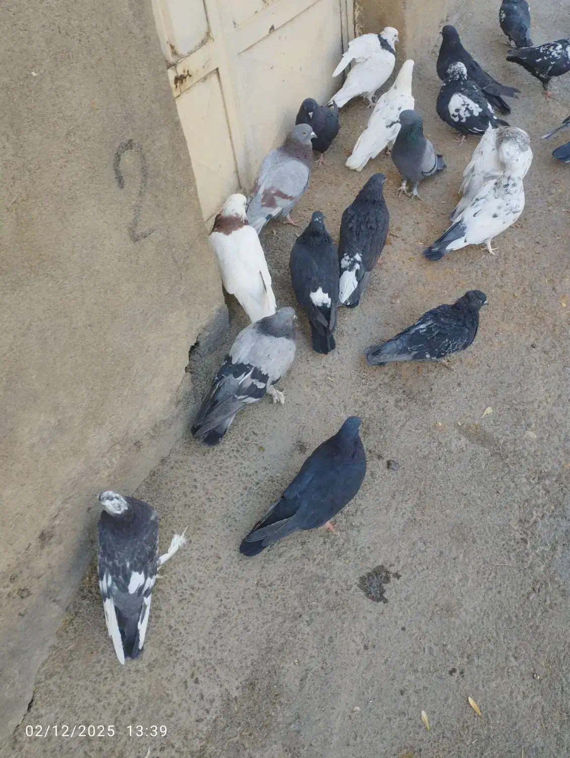 کبوتر گلی|پرنده|بن, |دیوار