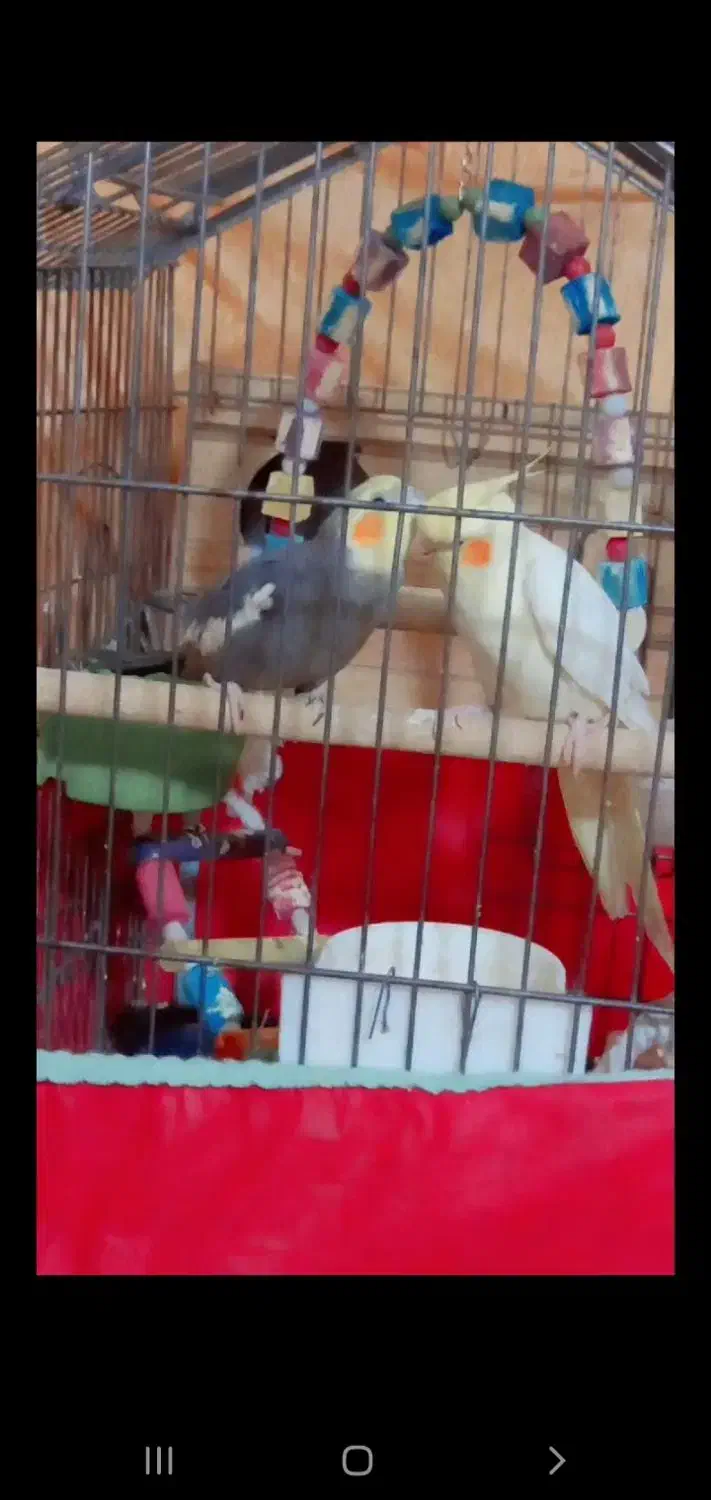 عروس هلندی سخنگو|پرنده|پاکدشت, شهرک امام رضا|دیوار