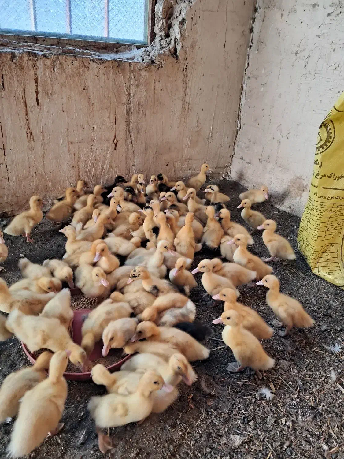 جوجه اردک|حیوانات مزرعه|ایذه, |دیوار