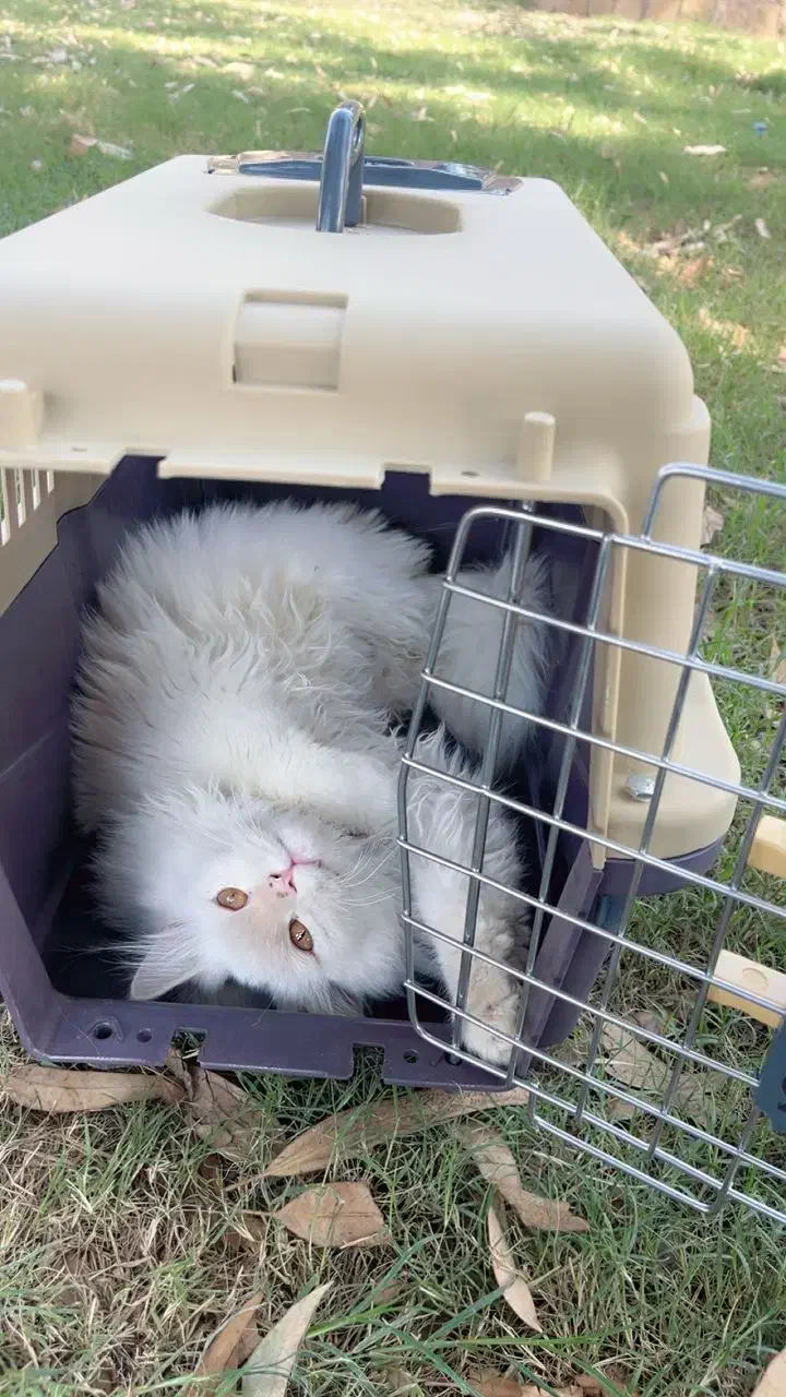 گربه|گربه|اهواز, کارون|دیوار