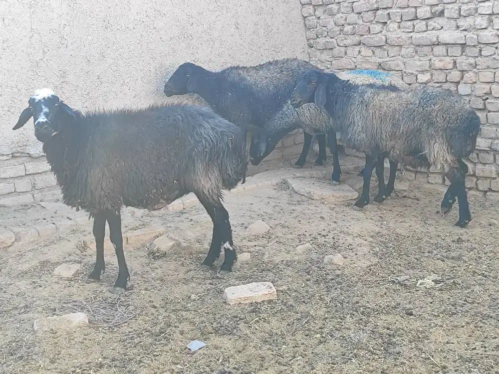 فروش ۴عدد|حیوانات مزرعه|جوادآباد, |دیوار